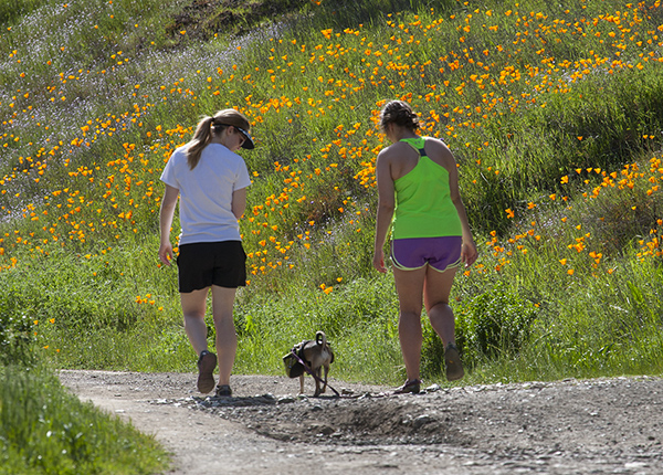 Visitors walking a trail lined with California poppies at Almaden Quicksilver County Park